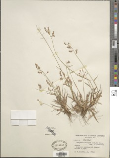 Eragrostis turgida image
