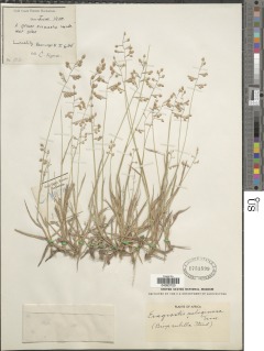Eragrostis turgida image