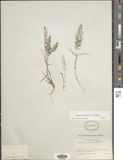 Eragrostis tenella image