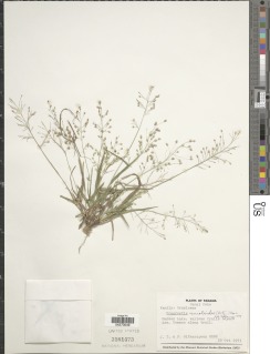 Image of Eragrostis unioloides