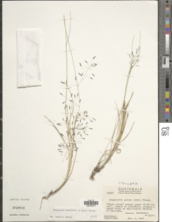 Image of Eragrostis tenuifolia