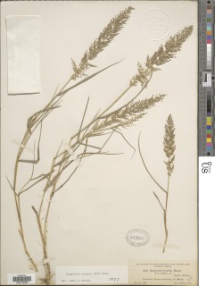 Eragrostis viscosa image