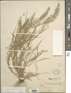 Eragrostis viscosa image