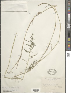 Eragrostis volkensii image
