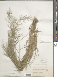 Image of Eragrostis viscosa