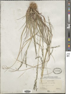 Eragrostis rotifer image