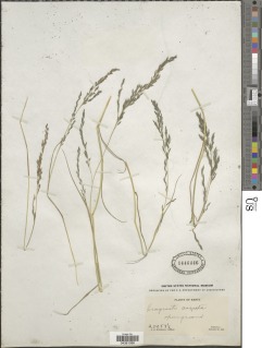 Eragrostis rotifer image