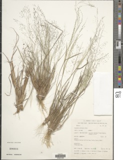 Image of Eragrostis aethiopica