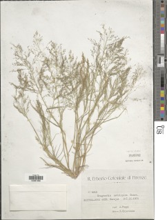 Eragrostis aethiopica image