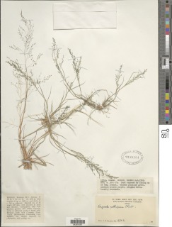 Eragrostis aethiopica image
