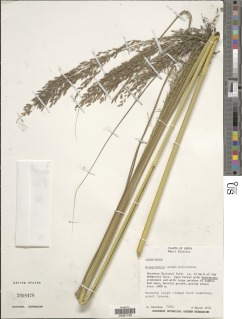 Image of Eragrostis amanda