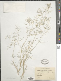 Image of Eragrostis aegyptiaca