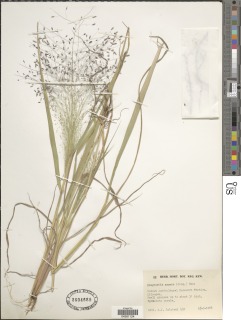 Eragrostis aspera image