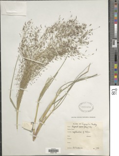 Eragrostis aspera image
