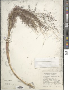 Image of Eragrostis aspera