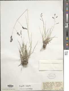 Eragrostis botryodes image
