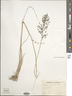 Image of Eragrostis barteri