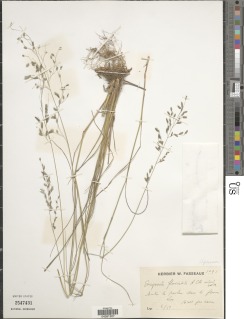 Eragrostis barteri image
