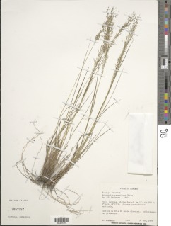 Eragrostis caespitosa image