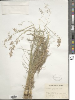 Eragrostis caespitosa image