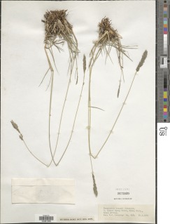 Eragrostis braunii image
