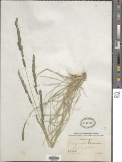 Eragrostis braunii image