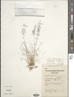 Eragrostis canescens image