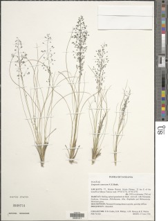 Eragrostis canescens image