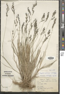 Image of Eragrostis camerunensis