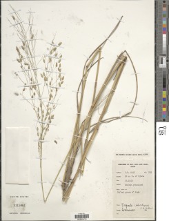Image of Eragrostis chalarothyrsos