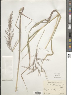 Image of Eragrostis castellaneana