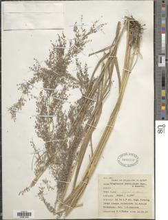 Eragrostis castellaneana image