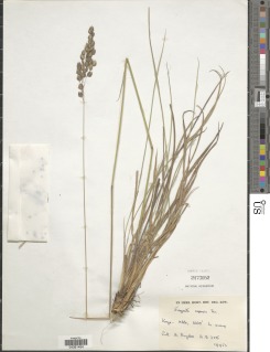 Eragrostis capensis image