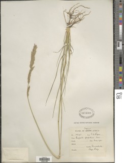 Eragrostis chapelieri image