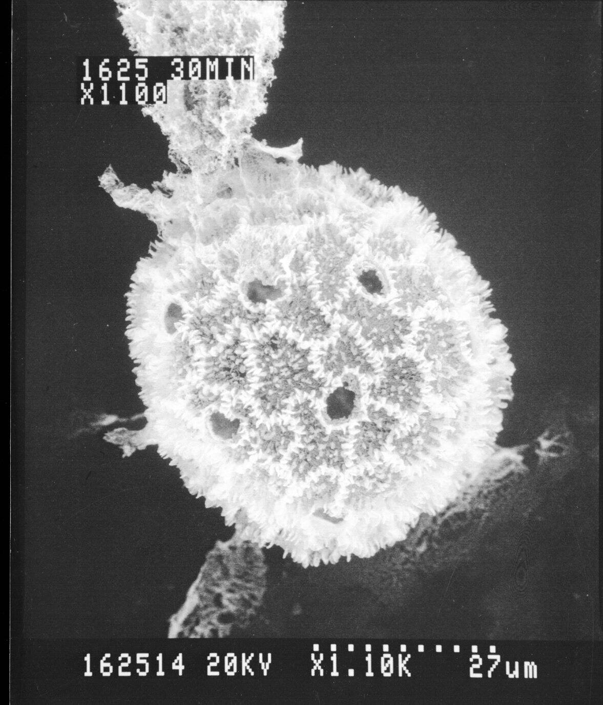 Dicranolepis pulcherrima image