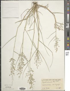 Image of Eragrostis cilianensis