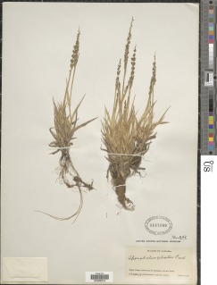 Sporobolus pilifer image