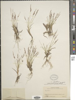 Sporobolus pilifer image
