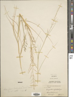 Image of Eragrostis lehmanniana