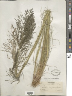 Image of Eragrostis curvula