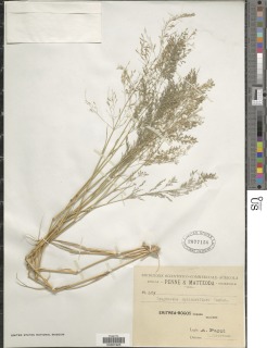 Image of Eragrostis cylindriflora