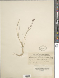 Image of Eragrostis dinteri