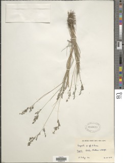 Eragrostis welwitschii image