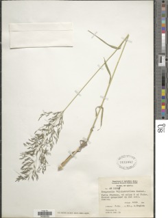 Eragrostis cylindriflora image