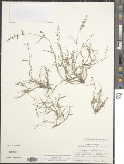 Image of Eragrostis exelliana