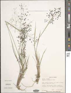 Eragrostis exasperata image
