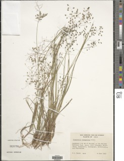 Eragrostis exasperata image
