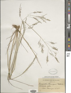 Image of Eragrostis gangetica