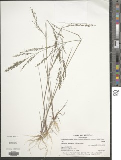 Eragrostis gangetica image