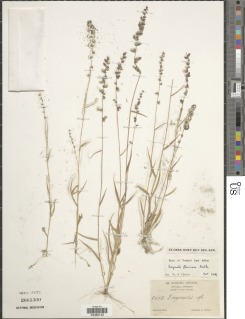 Image of Eragrostis flavicans
